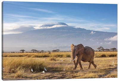 Elephant And Mount Kilimanjaro Canvas Art Print - Africa Art