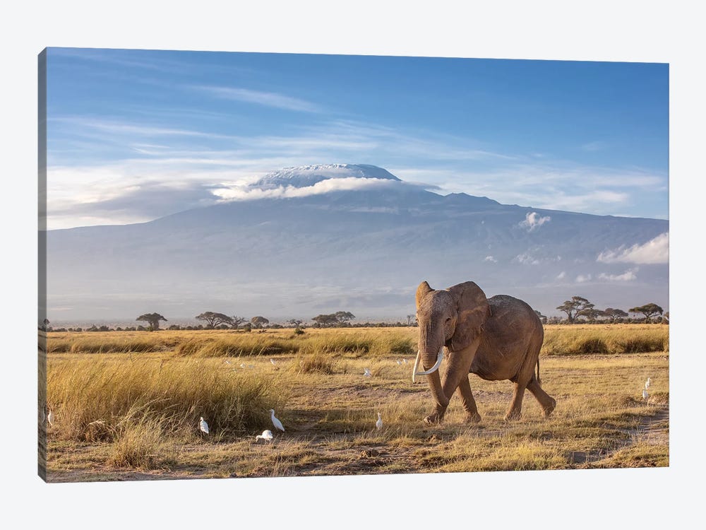 Elephant And Mount Kilimanjaro by Jane Rix 1-piece Art Print