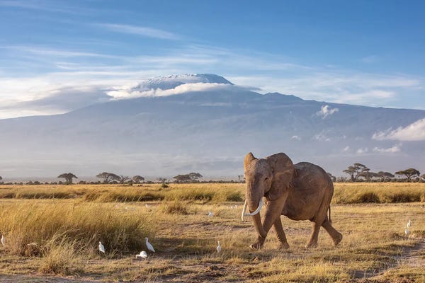 Africa: Elephant And Mount Kilimanjaro by Jane Rix