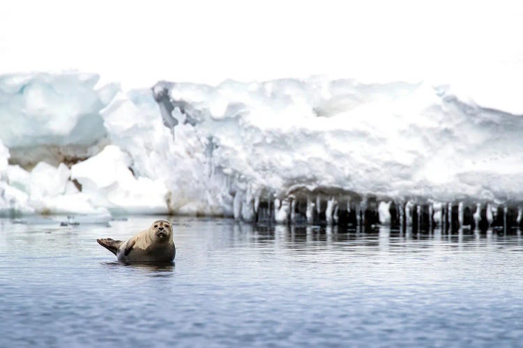 Harbour Seal On A Rock, Svalbard