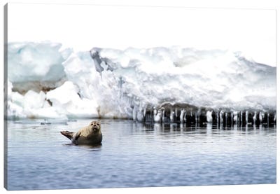 Harbour Seal On A Rock, Svalbard Canvas Art Print - Glacier & Iceberg Art