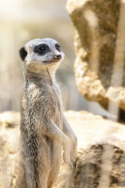 Jane Rix: Meerkat Sentry In Sunshine by Jane Rix