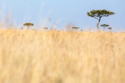 Red-Oat Grass And Acacia Trees In The Masai Mara, Kenya by Jane Rix framed canvas print
