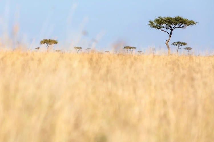 Red-Oat Grass And Acacia Trees In The Masai Mara, Kenya