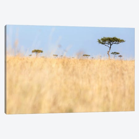 Red-Oat Grass And Acacia Trees In The Masai Mara, Kenya Canvas Print #JRX313} by Jane Rix Canvas Art Print