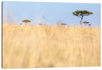 Red-Oat Grass And Acacia Trees In The Masai Mara, Kenya Canvas Art Print - Kenya