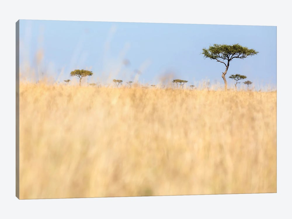 Red-Oat Grass And Acacia Trees In The Masai Mara, Kenya by Jane Rix 1-piece Canvas Wall Art