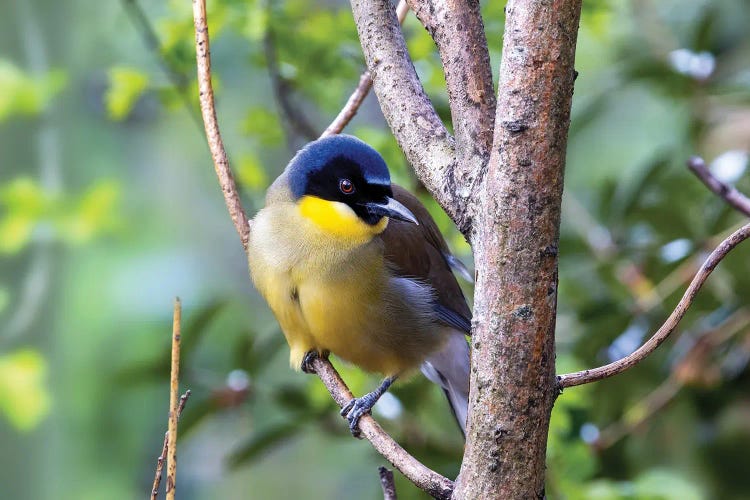Blue-Crowned Laughing Thrush by Jane Rix wall art