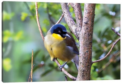 Blue-Crowned Laughing Thrush Canvas Art Print