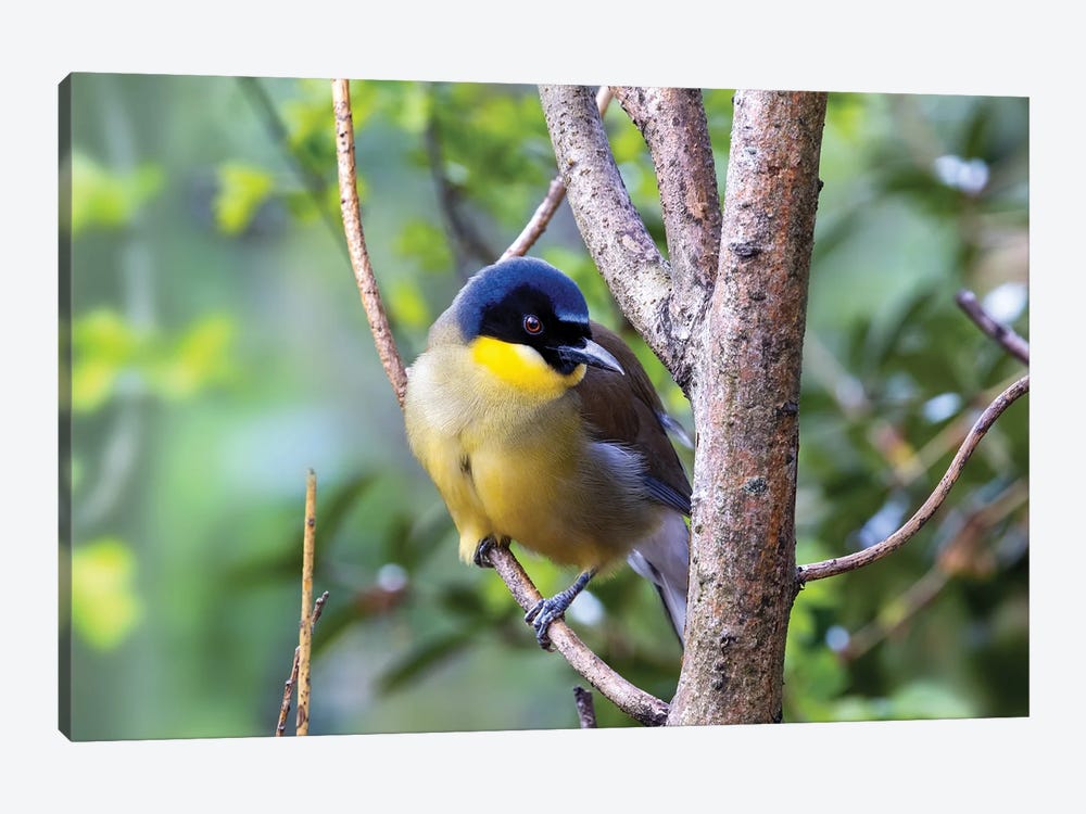 Blue-Crowned Laughing Thrush by Jane Rix 1-piece Canvas Art Print