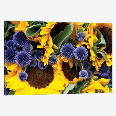 Allium And Sunflowers Canvas Print #JRX31} by Jane Rix Canvas Art Print