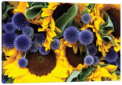 Allium And Sunflowers Canvas Art Print - Allium Art