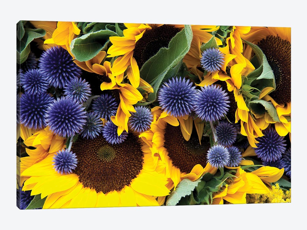 Allium And Sunflowers by Jane Rix 1-piece Canvas Art Print