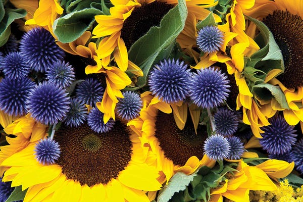 Alliums: Allium And Sunflowers by Jane Rix