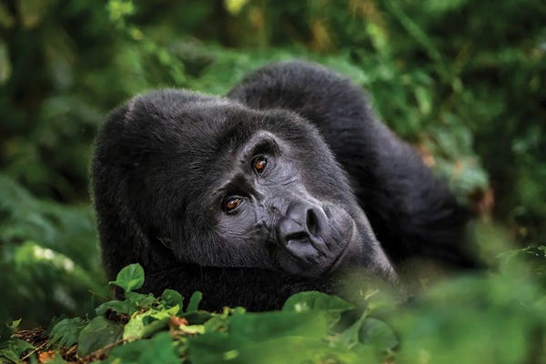 Gorillas: Silverback Gorilla by Jane Rix