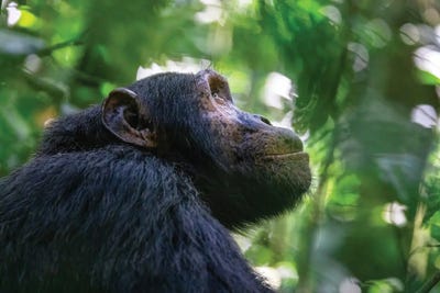 Chimpanzee Side Profile by Jane Rix acrylic art print