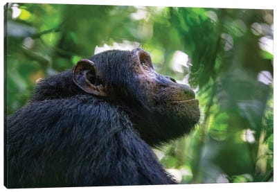 Chimpanzee Side Profile Canvas Art Print - Jane Rix