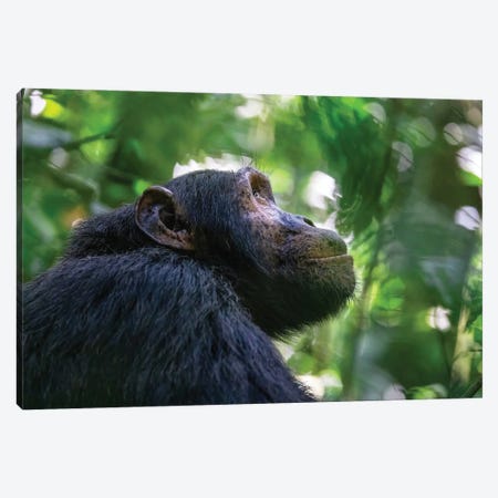 Chimpanzee Side Profile Canvas Print #JRX322} by Jane Rix Canvas Art