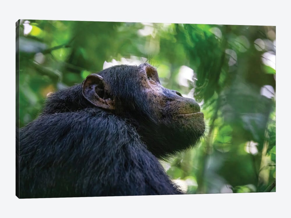 Chimpanzee Side Profile by Jane Rix 1-piece Canvas Art