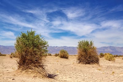 Devils Cornfield In Death Valley by Jane Rix canvas print
