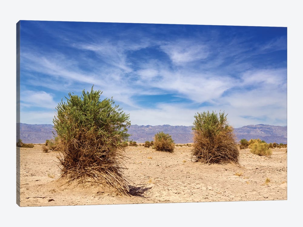 Devils Cornfield In Death Valley by Jane Rix 1-piece Canvas Art