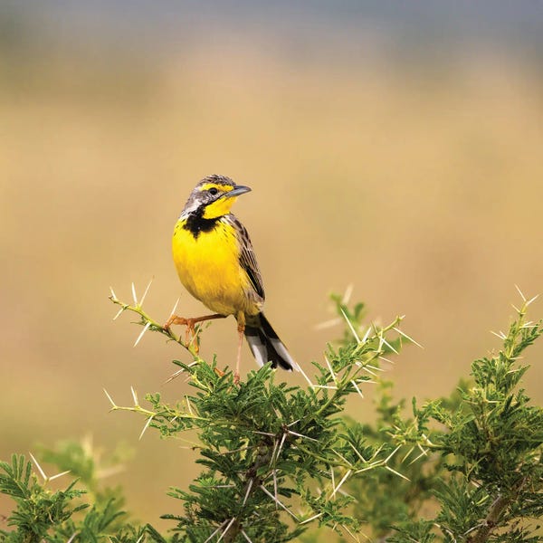 Jane Rix: Yellow-Throated Longclaw by Jane Rix