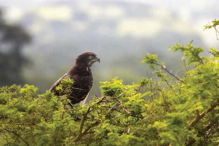 Martial Eagle Side Profile