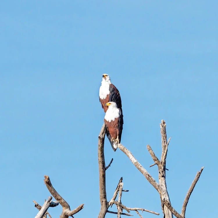 Fish Eagles At Lake Naivasha