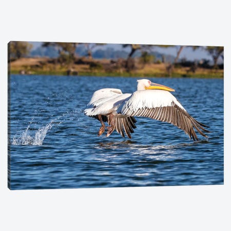 Pelican Take Off At Lake Naivasha Canvas Print #JRX332} by Jane Rix Art Print