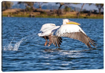 Pelican Take Off At Lake Naivasha Canvas Art Print - Pelican Art