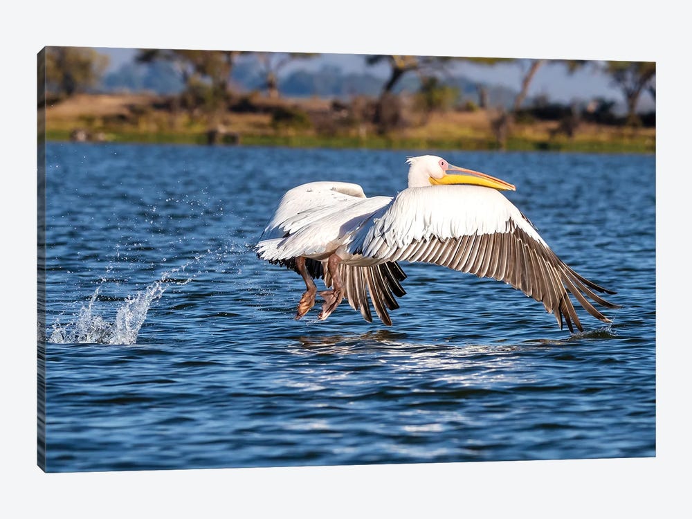 Pelican Take Off At Lake Naivasha by Jane Rix 1-piece Canvas Art Print
