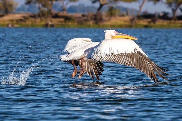 Jane Rix: Pelican Take Off At Lake Naivasha by Jane Rix