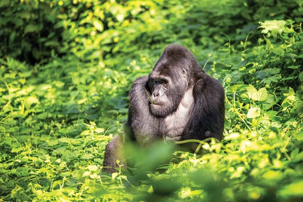 Gorillas: Silverback Mountain Gorilla by Jane Rix