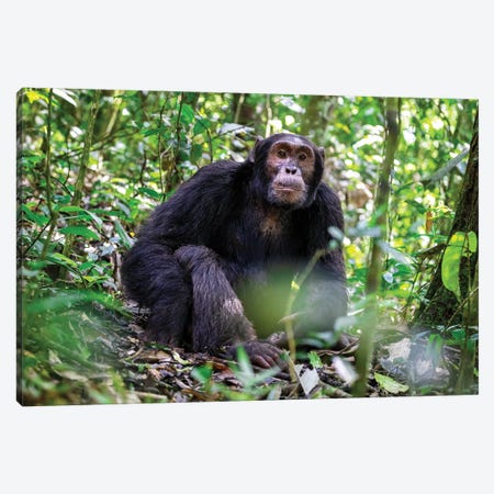 Adult Chimpanzee, Kibale Canvas Print #JRX334} by Jane Rix Canvas Artwork