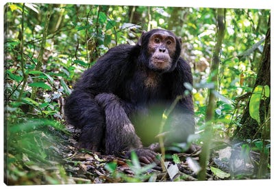 Adult Chimpanzee, Kibale Canvas Art Print - Gorilla Art