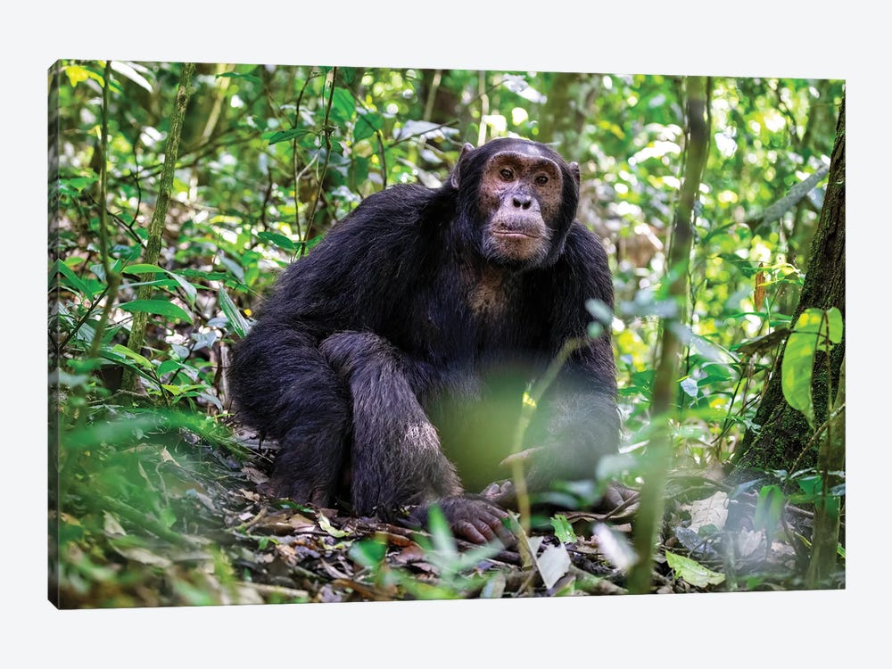 Adult Chimpanzee, Kibale by Jane Rix 1-piece Canvas Print