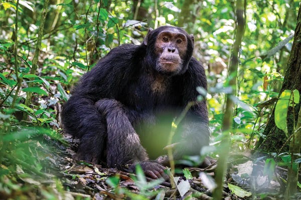 Jane Rix: Adult Chimpanzee, Kibale by Jane Rix