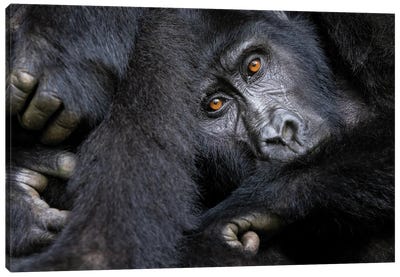 Gorilla, Bwindi Impenetrable Forest Canvas Art Print - Jane Rix