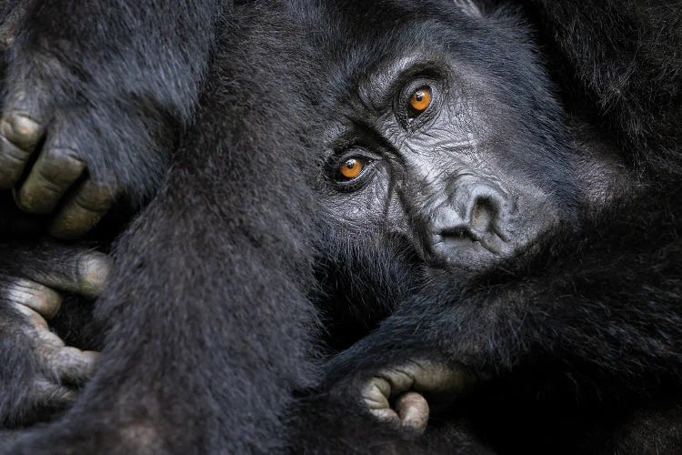 Gorilla, Bwindi Impenetrable Forest