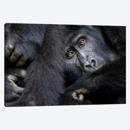 Gorilla, Bwindi Impenetrable Forest Canvas Print #JRX336} by Jane Rix Canvas Art
