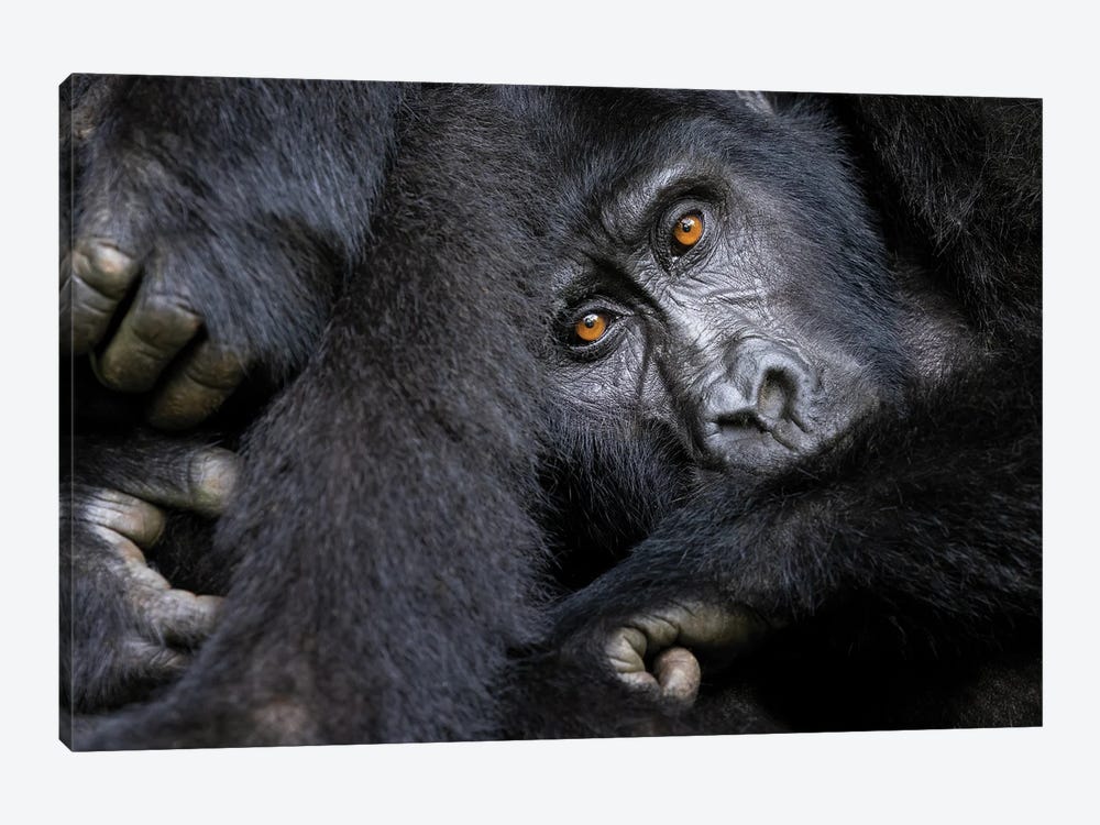 Gorilla, Bwindi Impenetrable Forest by Jane Rix 1-piece Canvas Print