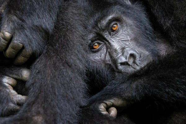 Jane Rix: Gorilla, Bwindi Impenetrable Forest by Jane Rix