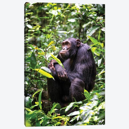 Sitting Chimpanzee, Kibale, Uganda Canvas Print #JRX337} by Jane Rix Canvas Art