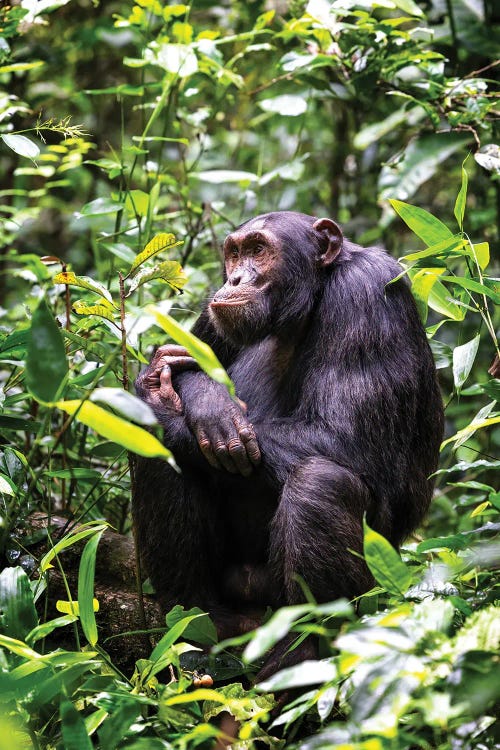 Sitting Chimpanzee, Kibale, Uganda