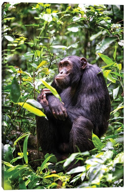 Sitting Chimpanzee, Kibale, Uganda Canvas Art Print - Gorilla Art