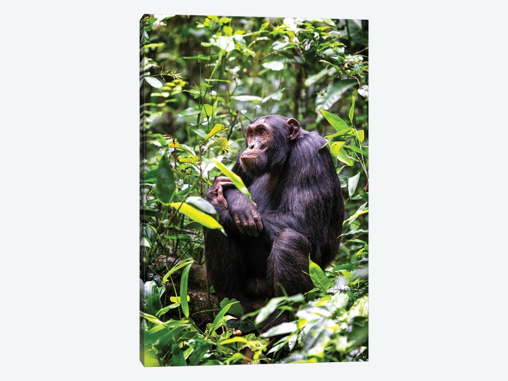 Sitting Chimpanzee, Kibale, Uganda by Jane Rix 1-piece Canvas Art