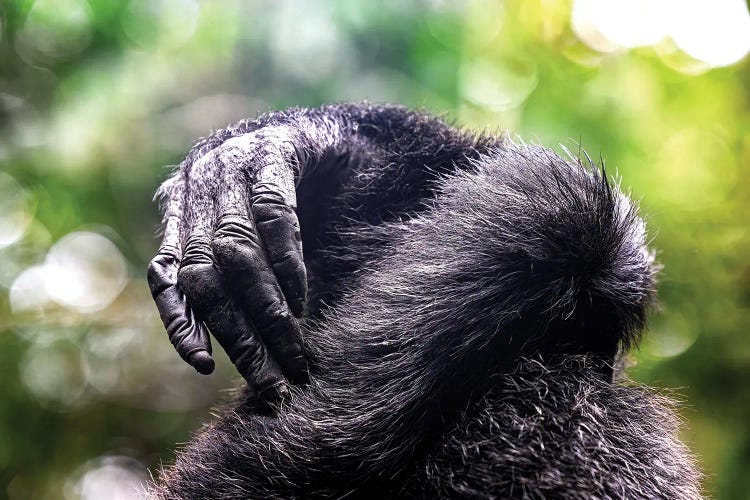 Chimp Hands Entwined