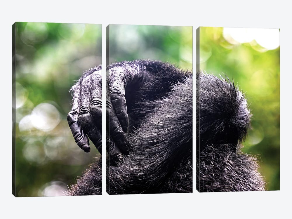 Chimp Hands Entwined by Jane Rix 3-piece Canvas Wall Art