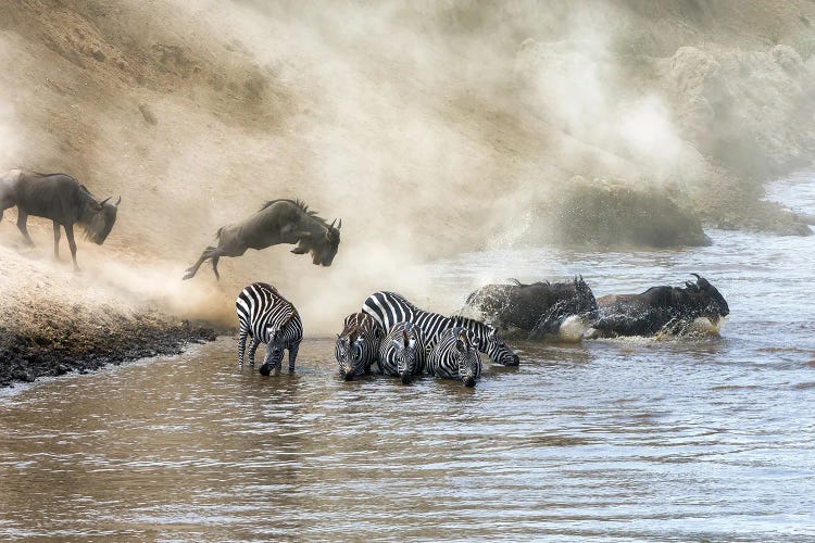 Wildebeest And Zebra Cross The Mara River