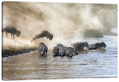 Wildebeest And Zebra Cross The Mara River Canvas Art Print - Jane Rix